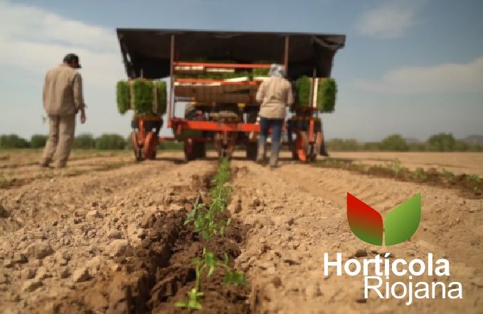 Hortícola Riojana: incertidumbre laboral y reclamos por sueldos irregulares